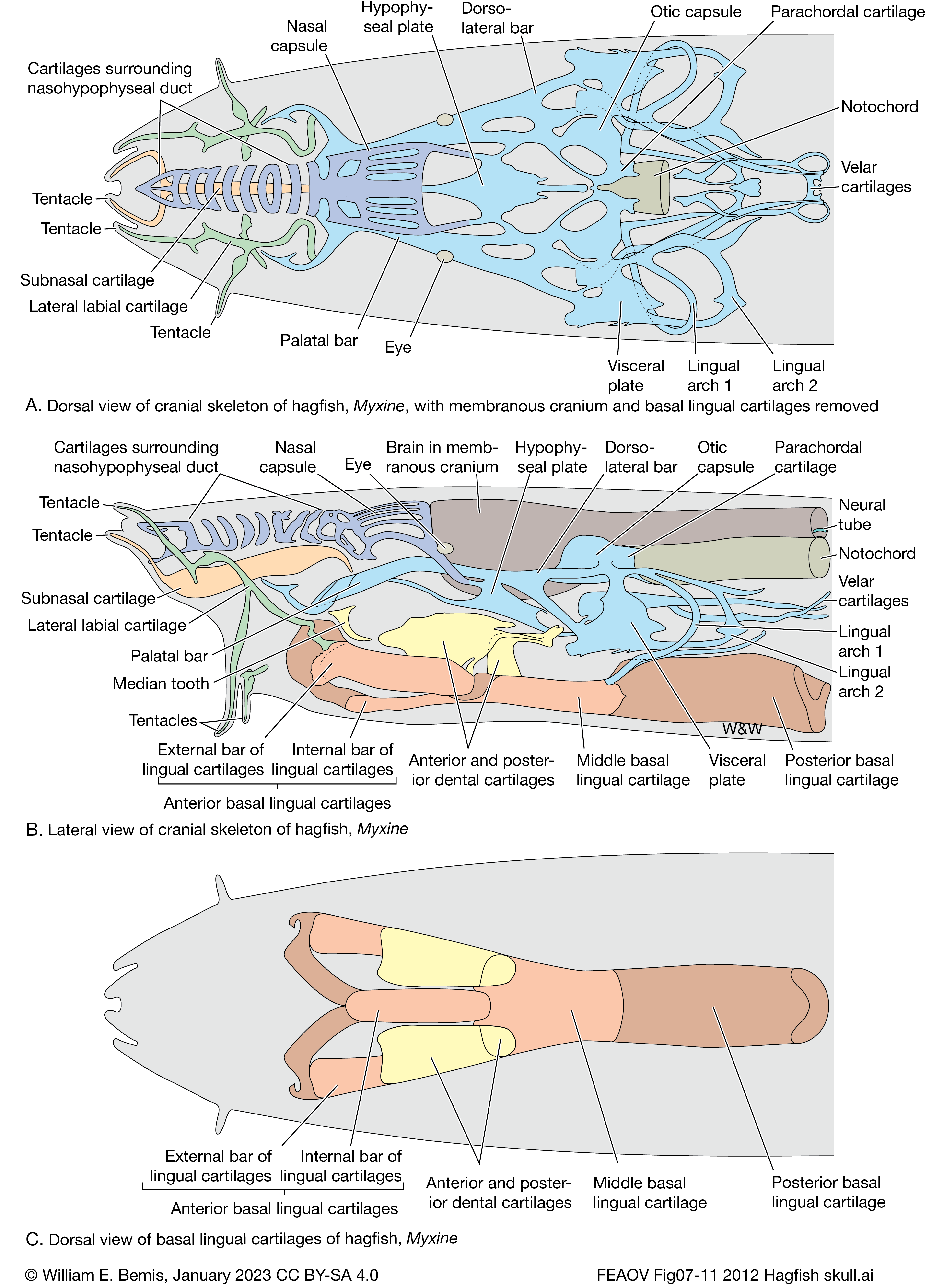 Vertebrate Life Vertebrate Zoology, Vertebrate Paleontology